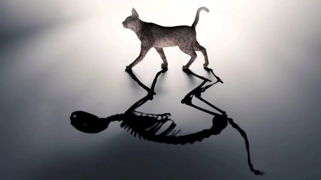 Schrödinger’den Masallar